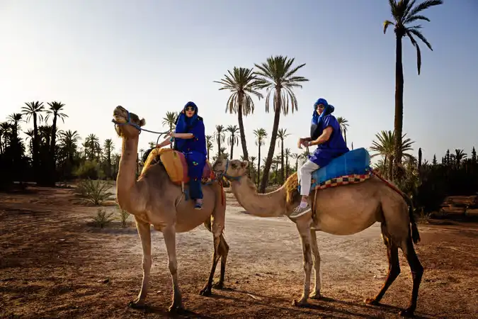 Camel ride through the Palmeraie palm grove near Marrakech