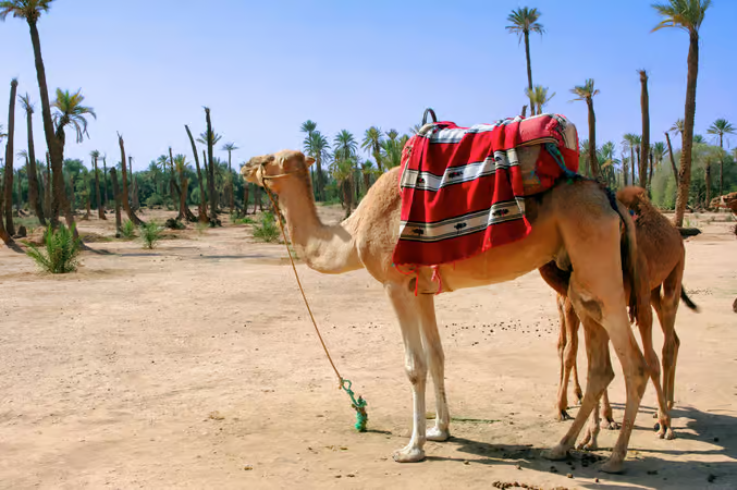 Palmeraie landscape near Marrakech during the camel tour