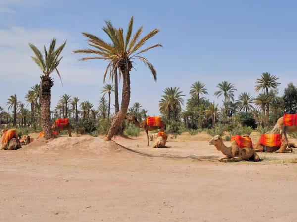 Dromedary camel used on the Marrakech Palm Grove tour