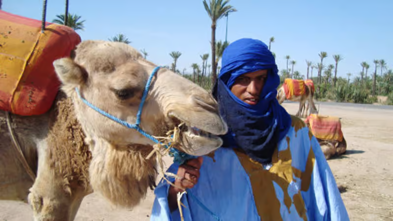 Customer photo submitted with a review of the Marrakech camel ride